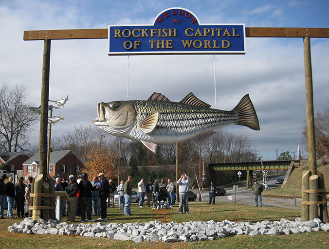 Rockfish/Striped bass