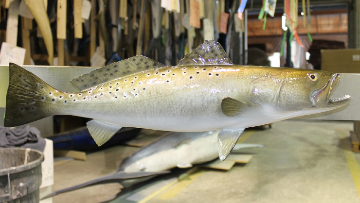 Spotted Seatrout fish mount on wood plaque