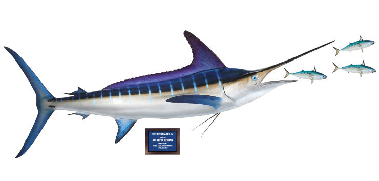 Striped Marlin and bonito action scene