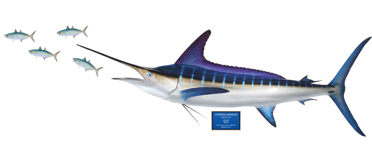 Striped Marlin Fish Replica, mounted striped marlin