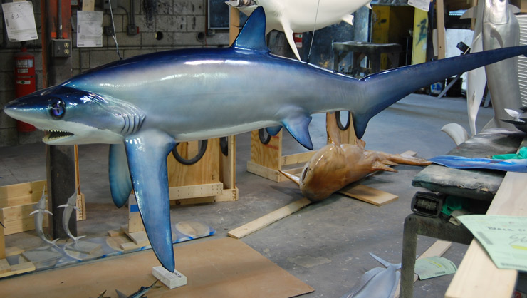 Thresher Shark mount broad view