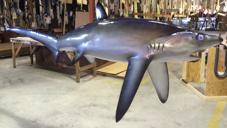 Thresher Shark trophy Mount, Mounted Thresher Sharks