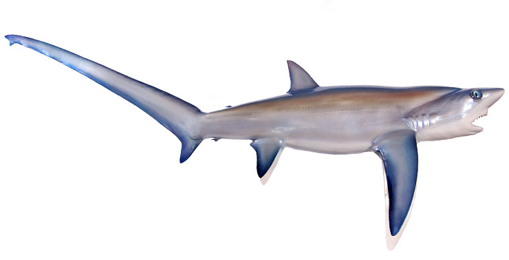 Thresher Shark Mount