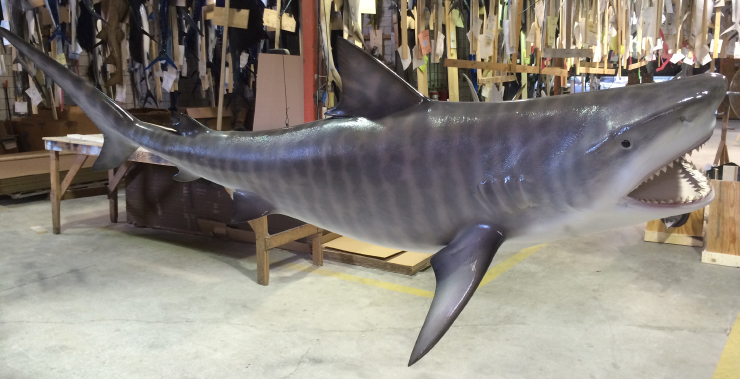 Tiger Shark Replica close up