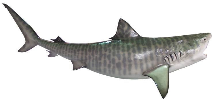 Tiger Shark Replica 