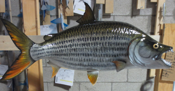 Tiger fish fishmount 