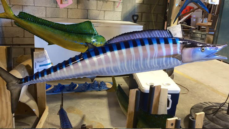 Wahoo fish mount Down Curve