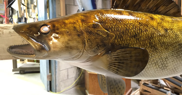 Walleye fishmount