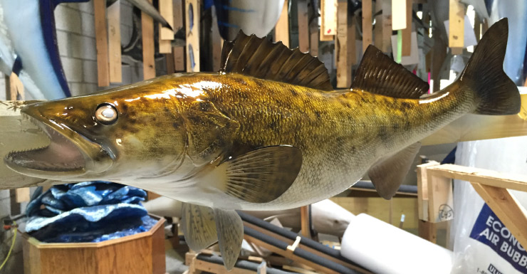 Walleye Fish mount, mounted fish
