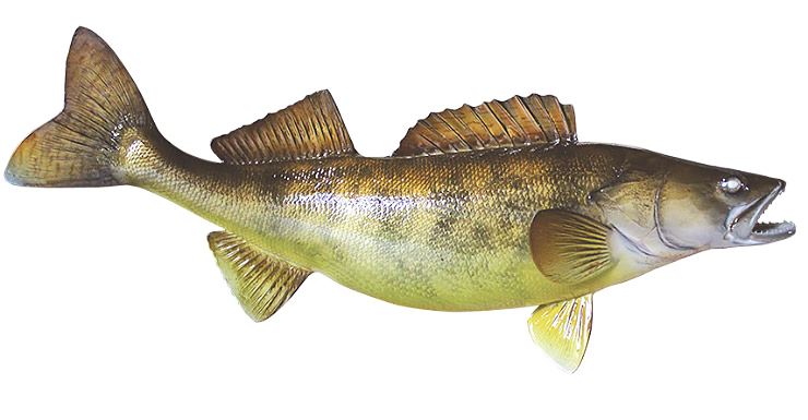 Walleye fishmount