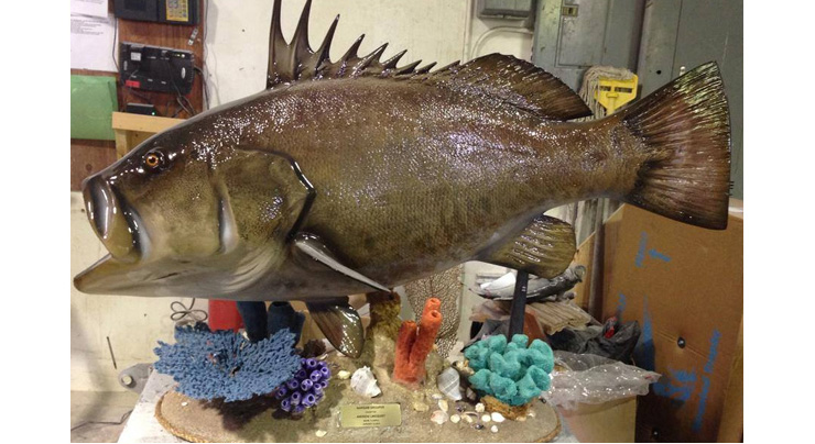 Warsaw Grouper fishmount on a custom base