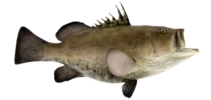 Warsaw Grouper Fishmount