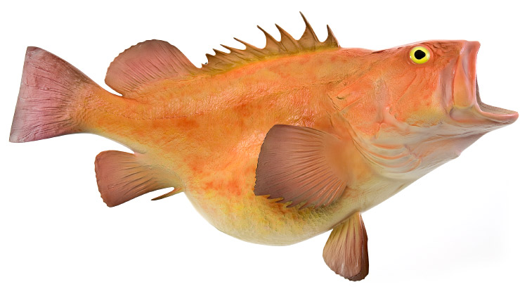 Yelloweye Rockfish mount