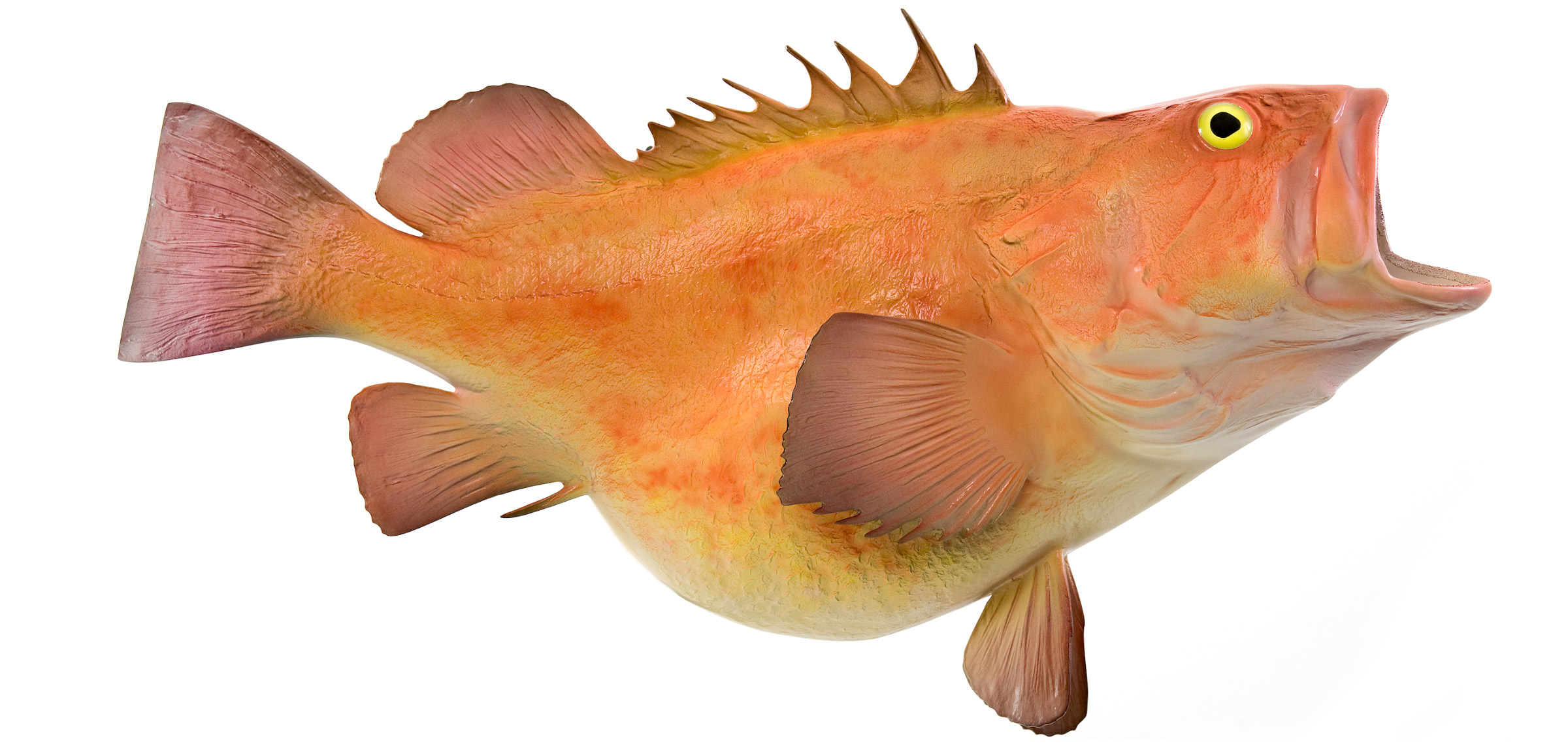 Snapper, Yelloweye - Fish Mounts