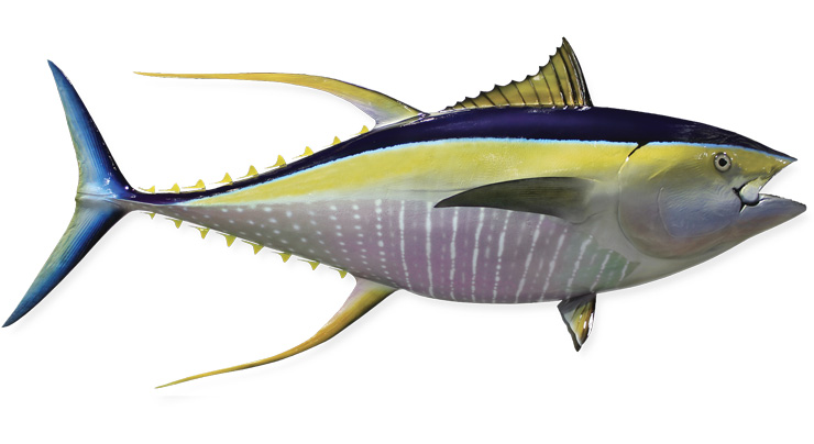 Yellowfin Tuna Fishmount