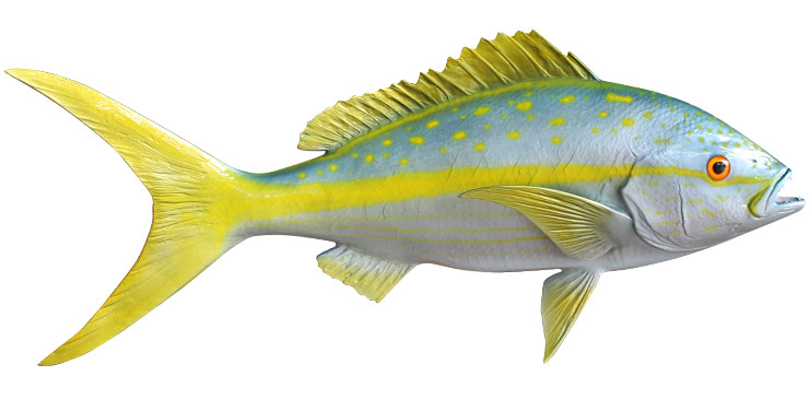 Yellowtail Snapper Fishmount