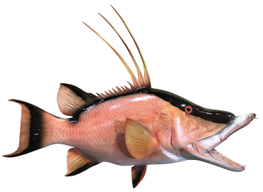 Hogfish Tilefish Fishmount