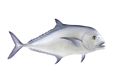 African Pompano Fishmount