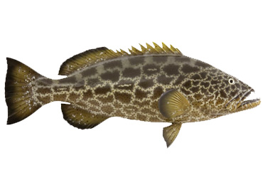 Black Grouper Fishmount