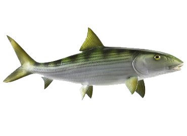 Bonefish Fishmount