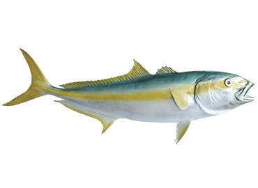 California Yellowtail Fishmount