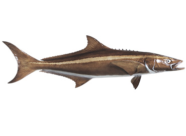 Cobia Fishmount