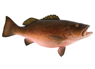 Cubera Snapper Fishmount