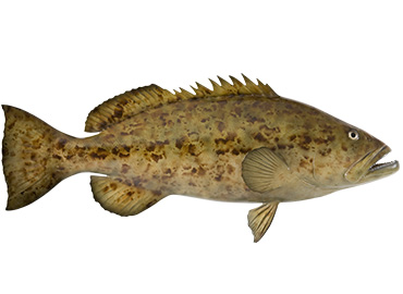 Gag Grouper Fishmount