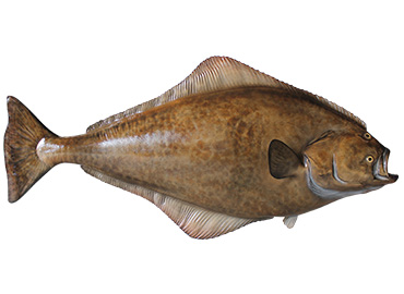 Atlantic Halibut Fishmount