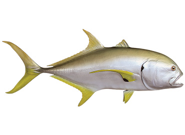 Jack Crevalle Fishmount