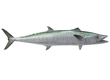 Kingfish Replica