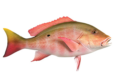 Mutton Snapper Fishmount