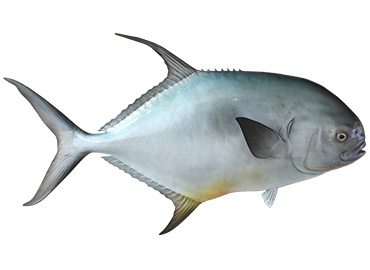 Permit Fishmount