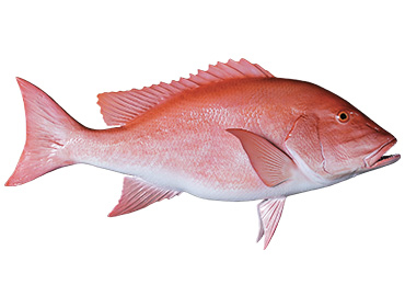 Red Snapper Fishmount