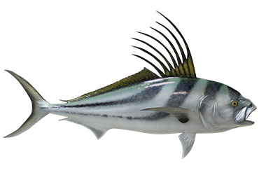 Roosterfish Fishmount