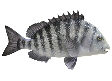 Sheepshead Fishmount