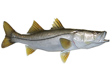 Snook Fishmount