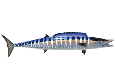 Wahoo Fishmount