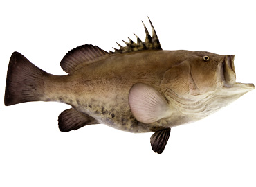 Warsaw Grouper Fishmount