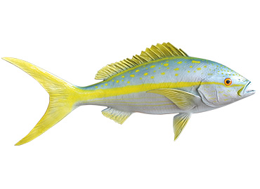 Yellowtail Snapper Fishmount