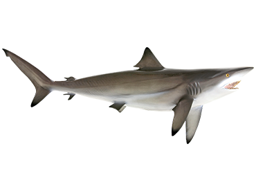 Blacktip Shark mount