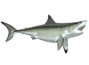 Great White Shark Mount