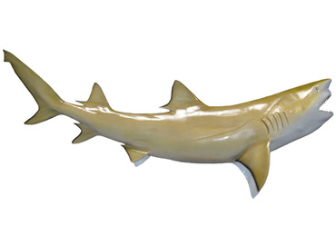 Lemon shark mount