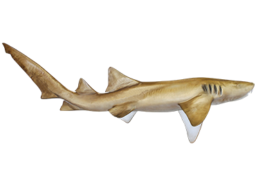 Nurse Shark mount