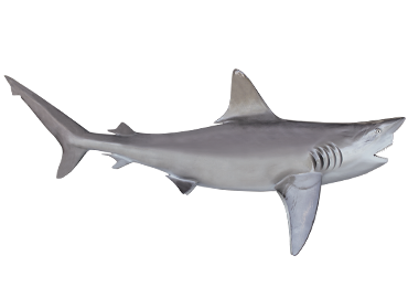 Reef Shark mount