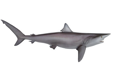 Silky Shark mount