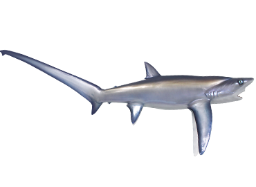 Thresher Shark mount