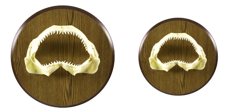 Bull Shark Jaw Mount