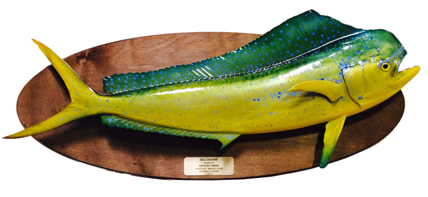 Click to zoom Dorado / Mahi fish mount on wood plaque