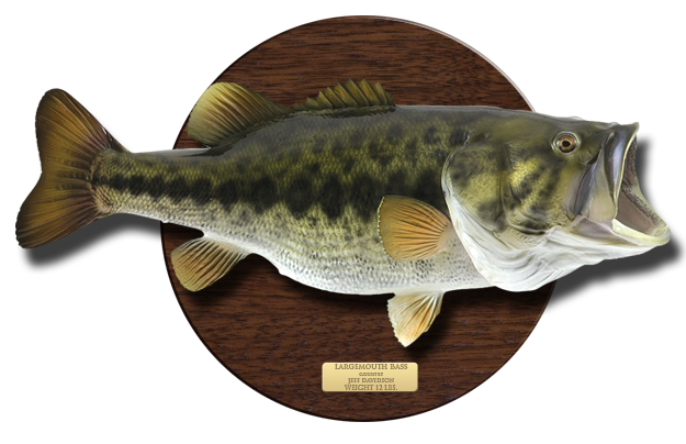 Click to zoom Largemouth Bass on wooden plaque